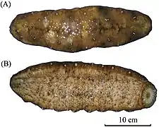 Stichopus fusiformiossa