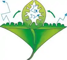 Une feuille au limbe étalé s'enroule en cylindre