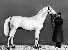 L'étalon Strelets Bivouac, médaille d'or à l'Exposition universelle de 1867.
