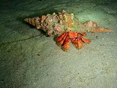 Strigopagurus strigimanus