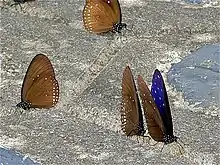 Euploea mulciber (Nymphalidae)