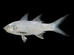 Polydactylus plebeius