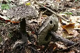 Strobilomyces strobilaceus (Strobilomycetaceae).