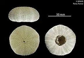 Strongylocentrotus pallidus (Strongylocentrotidae)
