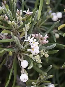 Gros plan sur un arbuste, montrant des fleurs et des baies blanches.