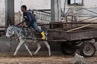 Carriole à âne en octobre 2011.