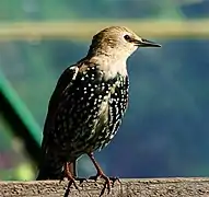 Étourneau sansonnet juvénile.