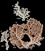 Stylaster alaskanus.