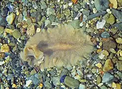 Stylochus pilidium, un Stylochidae