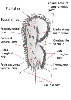 Stylonychia mytilus(Avec légendes).