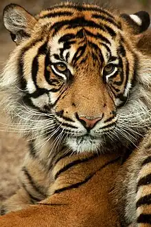 Tête de tigre devant un fond vert.