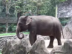 Femelle au Zoo de Ragunan (Jakarta).