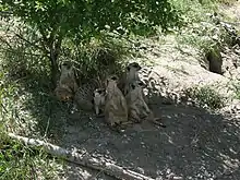 Encore des suricates