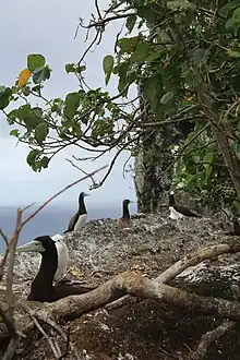 Nids de fous bruns sur l'îlot Nukufotu (Wallis).