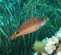 Symphodus mediterraneus