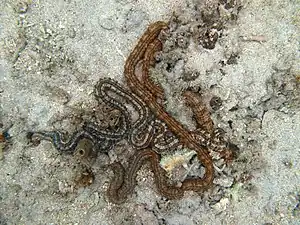 Deux Synapta maculata (« Cordon mauresque ») - plus long échinoderme connu, pouvant atteindre 3 m de long.