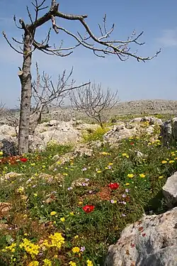 Paysage près d'Alep en avril 2009.