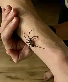 Araignée sur bras humain
