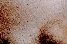 Très gros plan sur la pommette et la narine droites de la Vierge.