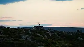 Limicole sur les rochers du parc.