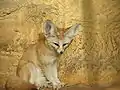 Fennec (Vulpes zerda).