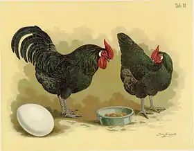 Image illustrative de l’article Poule Le Mans