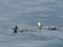 Brassemer cendré (Tachyeres pteneres)