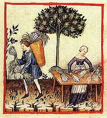 Dessin du XIVe siècle tiré d'un « Tacuinum sanitatis » : un homme et une femme s'occupent d'une récolte de poireaux.