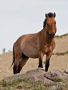 Un Przewalski à Khustain (en) en Mongolie.