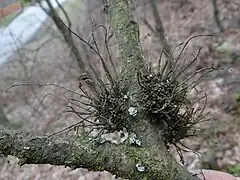 Taphrina carpini sur un Charme.
