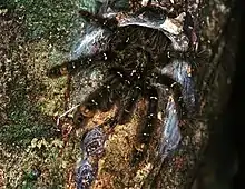une image d'une espèce d'araignée, la tarentule Stromatopelma, elle est plutôt grosse et velue et est posée sur une souche.