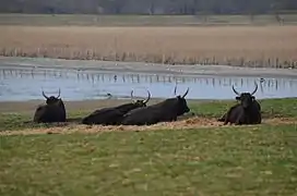 Taureaux de la manade, près du marais.