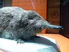 Photographie rapprochée de l'avant du corps d'un animal avec une trompe, de longs poils, et des petites pattes portant de fortes griffes.