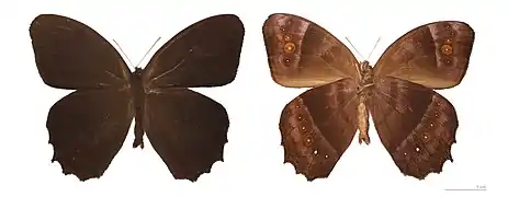 Taygetis zippora - MHNT