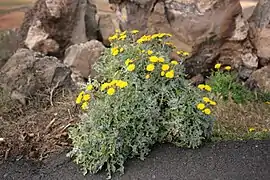 Andryala glandulosa ssp. cheiranthifolia, à Lanzarote.