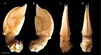 Teloscalpellum ecaudatum
