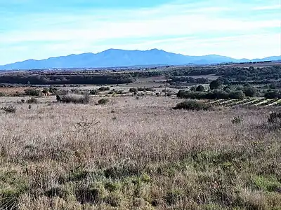 Au premier plan : topographie peu accidentée typique de la commune, dans la vallée de la Canterrane (terrasses fluviales quaternaires et alluvions, reposant sur des dépôts continentaux pliocènes). En arrière-plan : le massif des Albères.