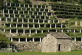 Vigne en terrasses à Donnas.