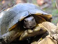 Tortue bordée.