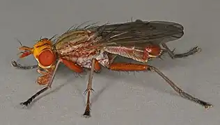 Tetanocera robusta.