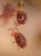 Tetranychus lintearius.