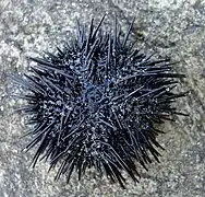 Spécimen hors de l'eau.