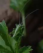 Nymphe de Tettigonia sp.