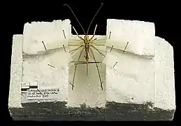 Étalage d'une Grande sauterelle verte avant dessiccation.
