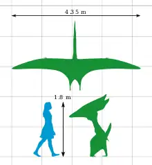 Thalassodromeus was as tall as a human, with a broad wing-span