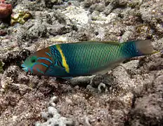 Thalassoma hebraicum