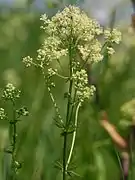 Fleurs de Thalictrum flavum.