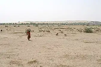 Troupeau de moutons en pâture dans la région de Jaisalmer.
