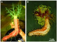 Eupentacta fraudatrix