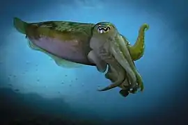 Une seiche au large de Iż-Żurrieq à Malte. Mai 2022.